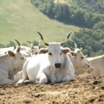 Vitellone Bianco dell'Appennino Centrale IGP