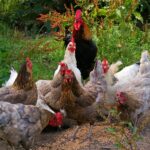 Differenza tra pollo e gallina
