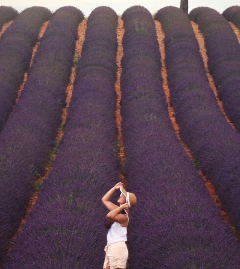 lavanda