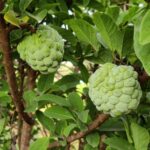 Alla scoperta dell'annona di Reggio Calabria