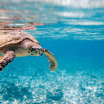 SALVARE GLI OCEANI DORMENDO