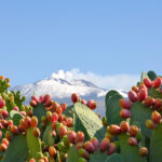 Ficodindia dell’Etna D.O.P