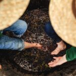 Vendemmiatori per un giorno, da Castiglion del Bosco