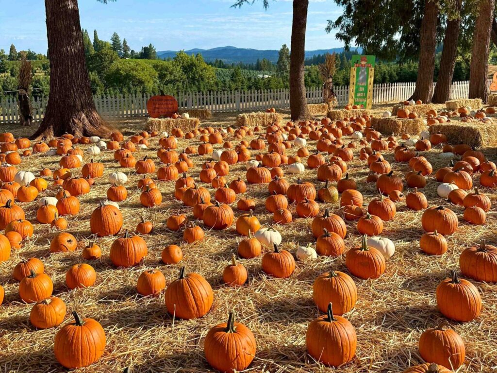 pumpink patch zucca