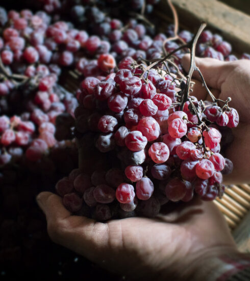 Recioto Method Il Recioto della Valpolicella è Presidio Slow Food - fancy Magazine