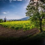 BRUNELLO FUORI DAI SOLITI NOMI