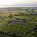 OLIVINI LA FAMIGLIA DEL LUGANA